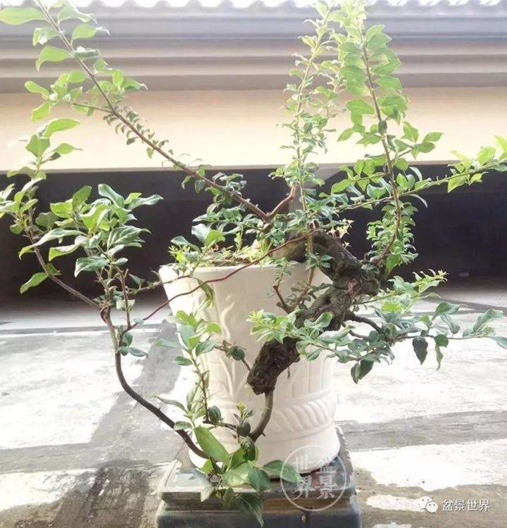 看老玩家 如何将金弹子毛桩制作成盆景？