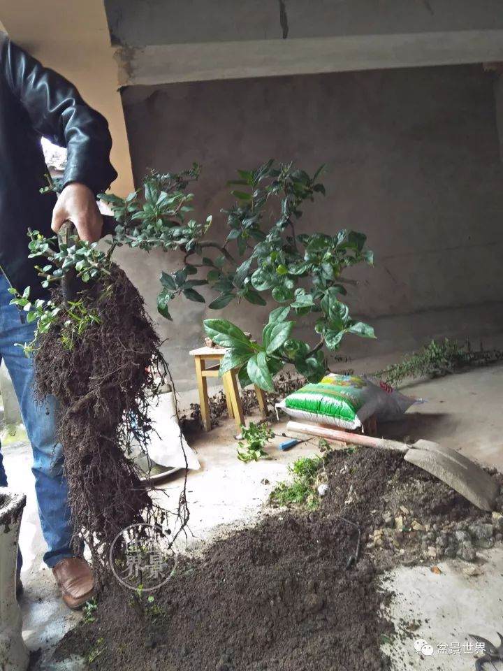 看老玩家 如何将金弹子毛桩制作成盆景？