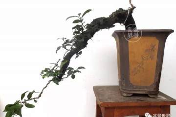 图解 如何将金弹子毛桩制作成老桩盆景