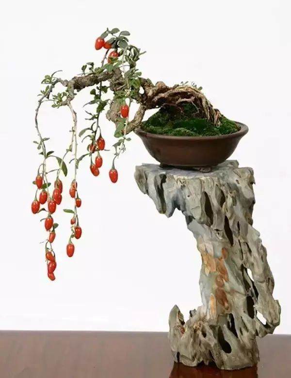 金弹子盆景的浇水与换盆