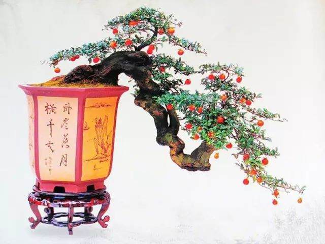 金弹子盆景的浇水与换盆