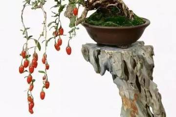 金弹子盆景怎么喷水浇水与换盆 图片