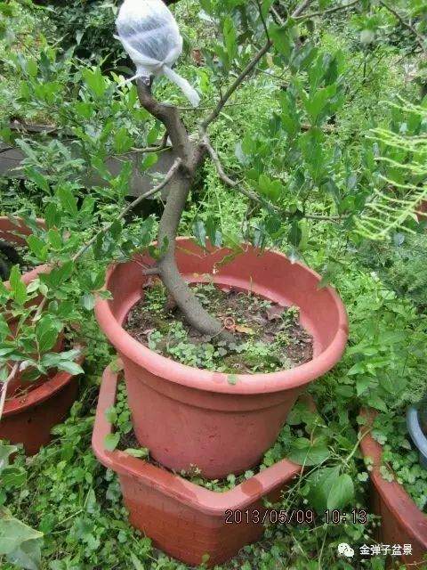 图解 金弹子盆景怎么高压培育生根的方法