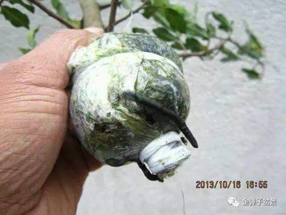 图解 金弹子盆景怎么高压培育生根的方法