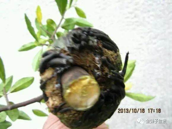 图解 金弹子盆景怎么高压培育生根的方法