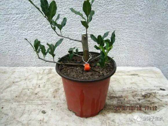 图解 金弹子盆景怎么高压培育生根的方法