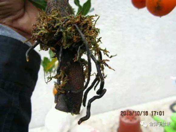 图解 金弹子盆景怎么高压培育生根的方法
