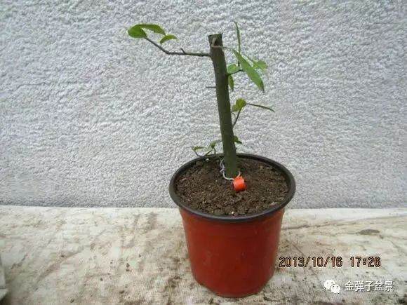 图解 金弹子盆景怎么高压培育生根的方法