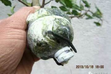 图解 金弹子盆景怎么高压培育生根的方法