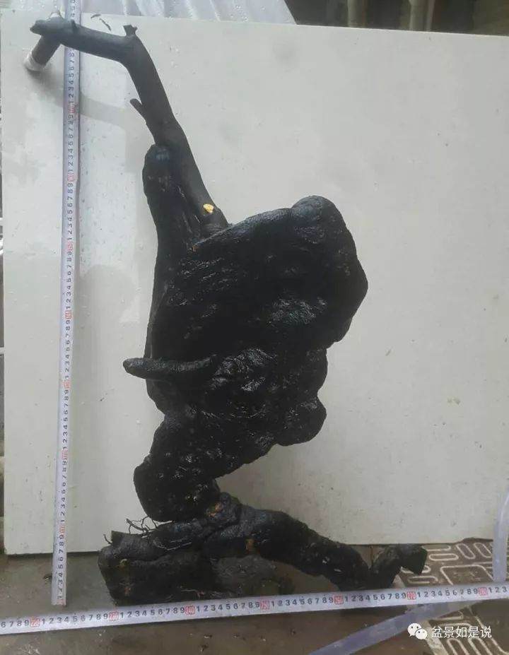 图解 金弹子盆景怪桩的倒栽设计思路