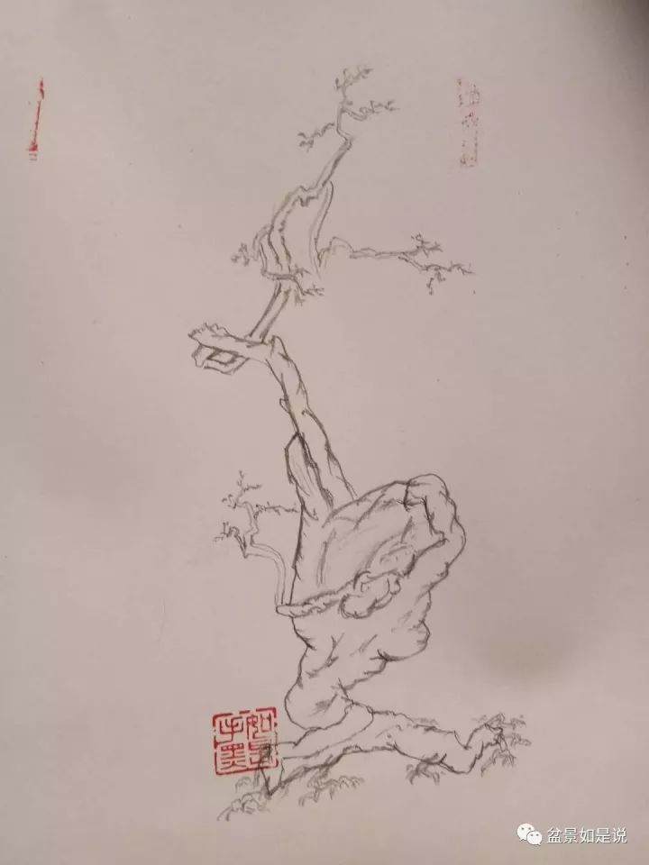 图解 金弹子盆景怪桩的倒栽设计思路