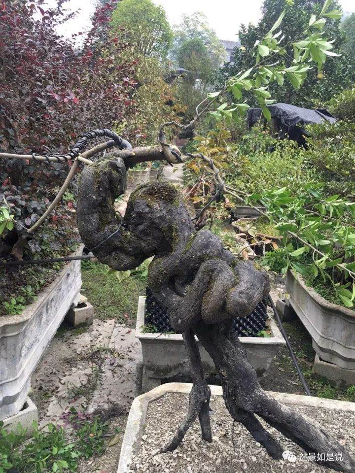 图解 金弹子盆景怪桩的倒栽设计思路