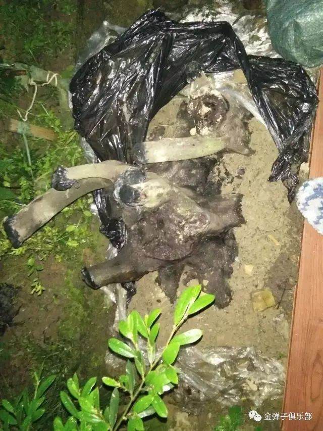 金弹子下山桩怎么缠膜养护