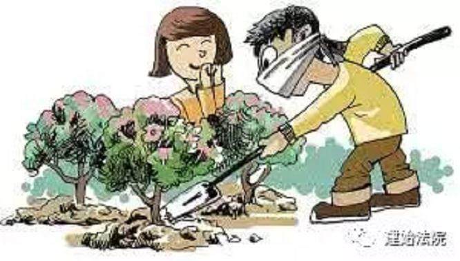 深夜盗窃盆景景观树 三人均处罚金判刑