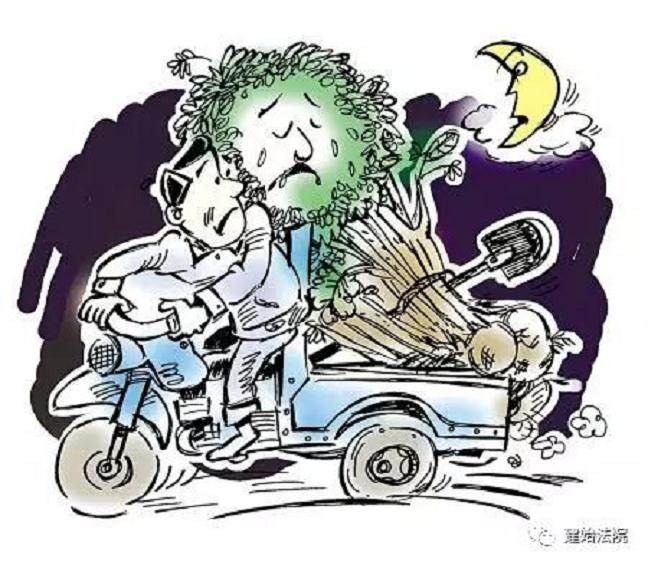 深夜盗窃盆景景观树 三人均处罚金判刑