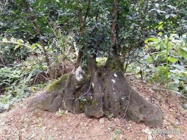 极品金弹子盆景被盗 保靖警方48小时成功追回