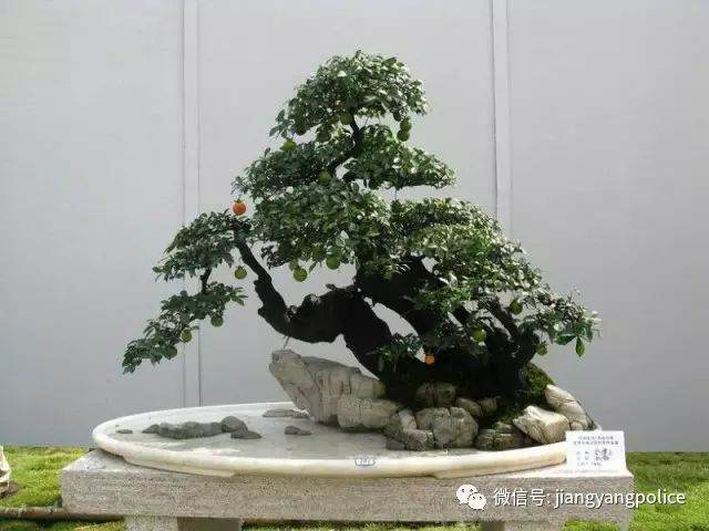 广场的金弹子盆景被人盗走 市场价20000余元