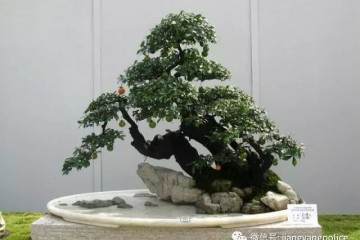 广场的金弹子盆景被人盗走 市场价20000余元