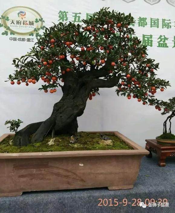 金弹子盆景的五月注意事项