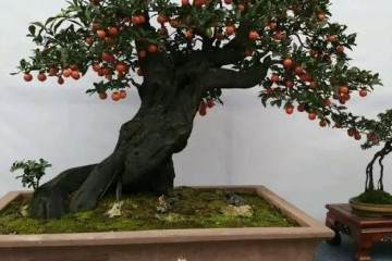 金弹子盆景在五月怎么浇水的注意事项