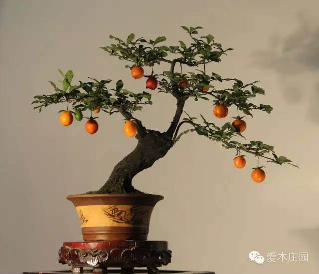 怎么管理金弹子盆景 嫁接与施肥