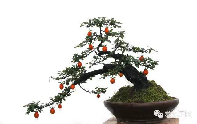 怎么管理金弹子盆景 嫁接与施肥
