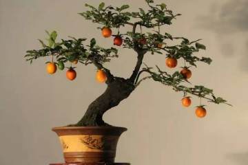 怎么管理金弹子盆景 嫁接与施肥