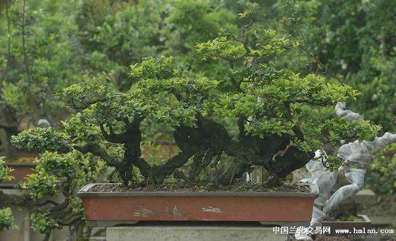 金弹子盆景枝条怎么养粗法?