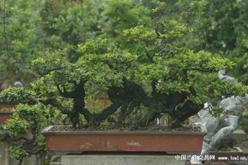 金弹子盆景枝条怎么养粗的5个方法