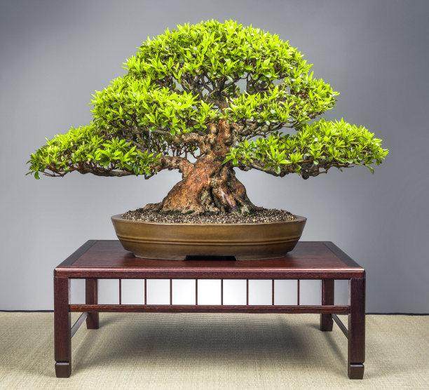 金弹子盆景的埋杆繁殖技术