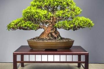 金弹子盆景种子怎么埋杆繁殖的技术