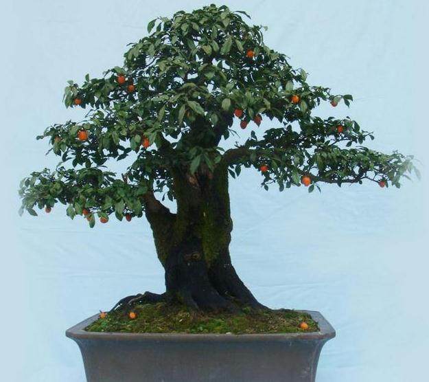 金弹子盆景是否一定要有公花授粉才挂果?