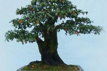 金弹子盆景是否一定要有公花授粉才挂果