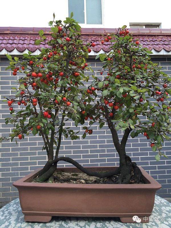 金弹子、老鸦柿盆景的区别？