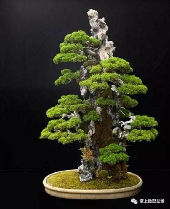 盆景制作的立意写什么、怎么写?