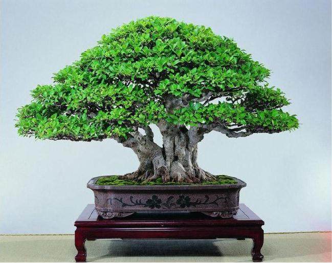 榕树盆景的鉴赏与养护