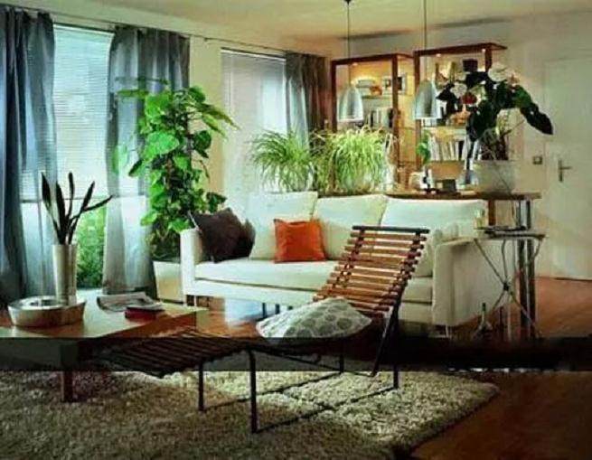 盆景风水——你知道怎么摆放盆景的位置吗?