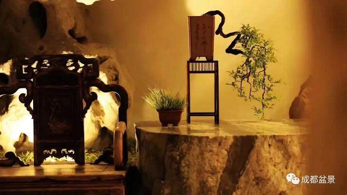 川派盆景公益大讲堂：嫁接在盆景制作上的应用