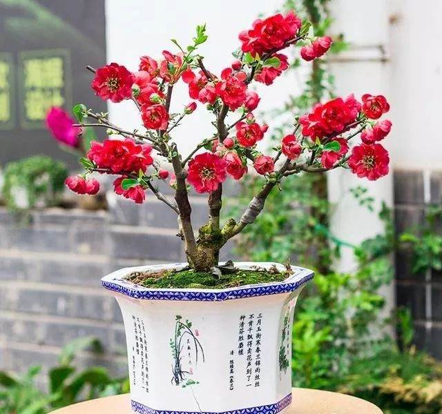 最美花卉盆景  寒冬腊月花开不断 花开200天