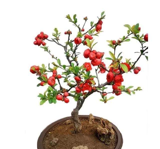 最美花卉盆景  寒冬腊月花开不断 花开200天