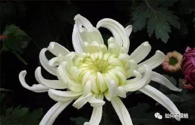 独本菊盆景的制作方法