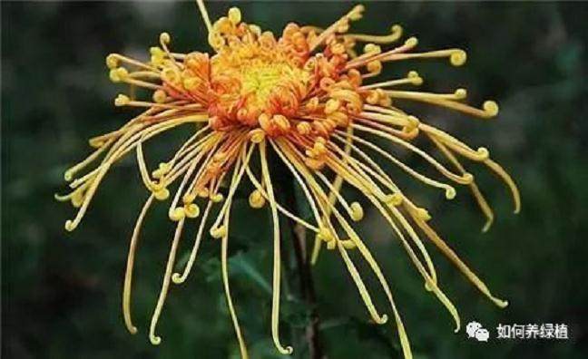 独本菊盆景的制作方法