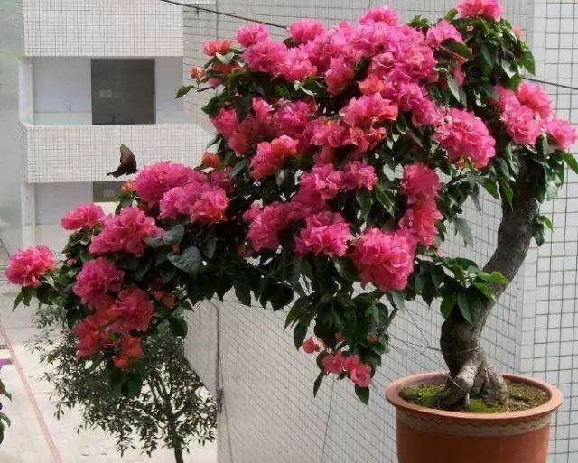 把3种花做盆景 有个细节很关键