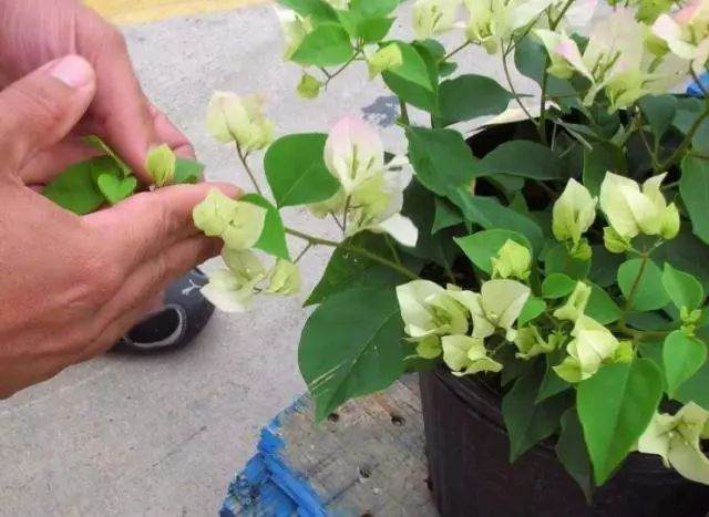 把3种花做盆景 有个细节很关键