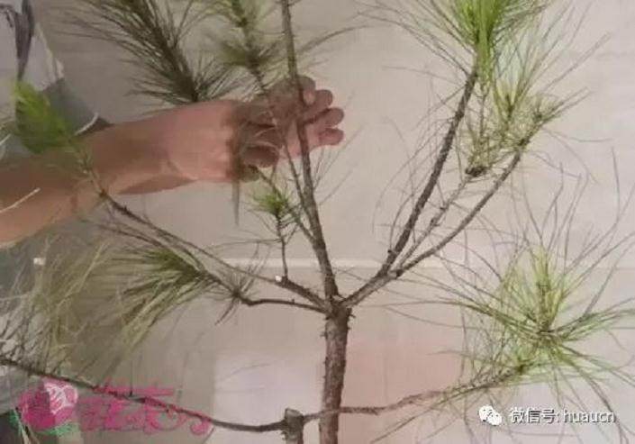 如何对山松下山桩进行修剪？