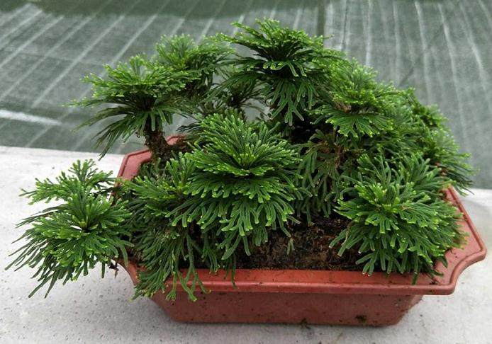 为什么四川都种植卷柏盆景？