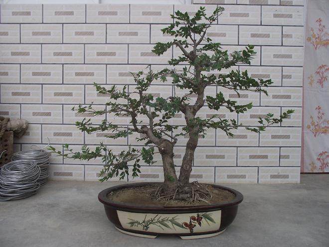 盆景的养护掌握好这4点