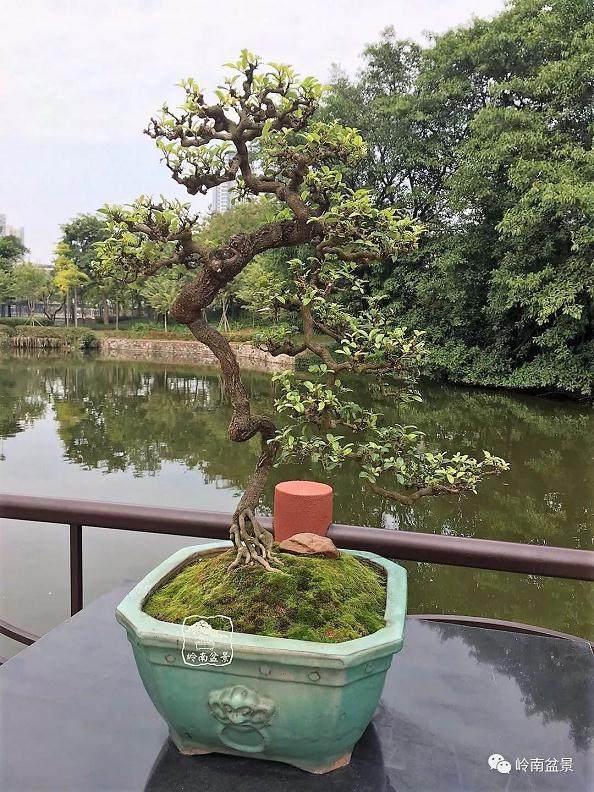 玩盆景 只为修一颗草木禅心!