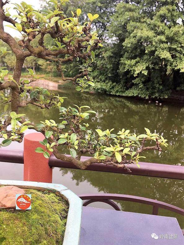 玩盆景 只为修一颗草木禅心!