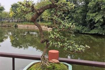 玩盆景 只为修一颗草木禅心